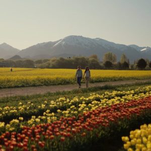 tulipanes trevelin